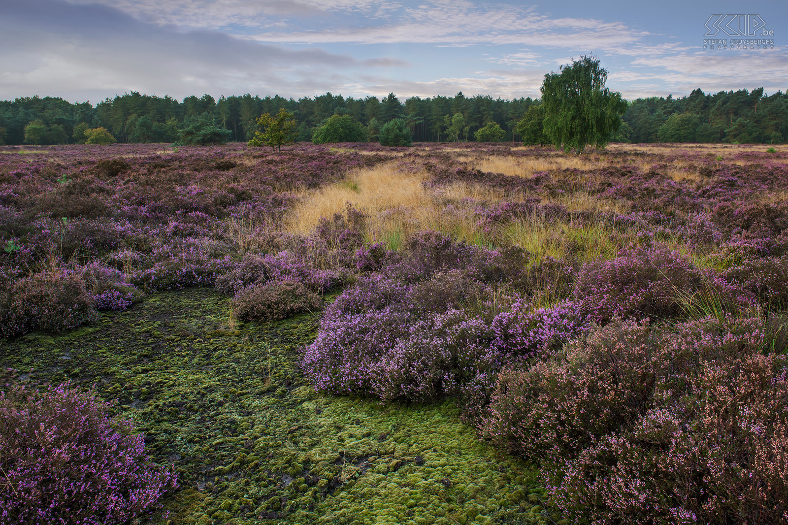 Sunset at Heuvelse Heide From mid-August the heather blooms in our nature reserves in the Kempen (region in Flanders). So a couple of days I woke up early to photograph the sunrise and the rich colour of the purple flowering heathland in my hometown Lommel at the Heuvelse Heide Stefan Cruysberghs